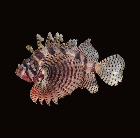Fuzzy Dwarf Lionfish | Dendrochirus brachypterus