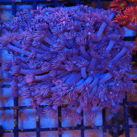 Goniopora AA001 | Goniopora sp.