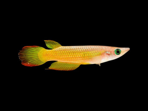 Gold Panchax