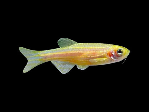 Gold Zebra Danio