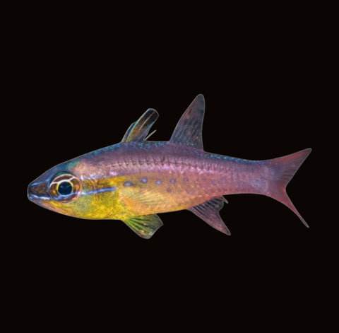Goldbelly Cardinalfish | Ostorhinchus apogonoides