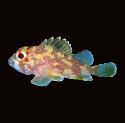 Green Coral Scorpionfish | Sebastapistes cyanostigma