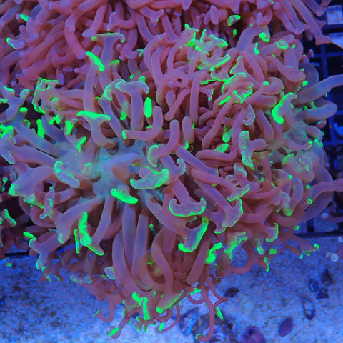 Euphyllia Ancora AA004 | Fimbriaphyllia ancora