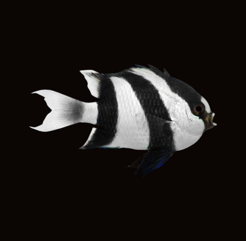 Humbug Damselfish | Dascyllus aruanus