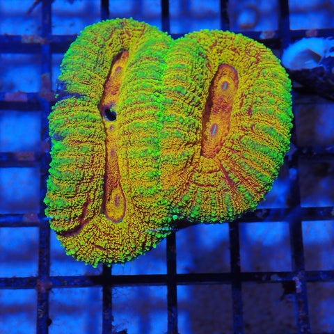Lobophyllia (Lobo) AA001 | Lobophyllia sp.