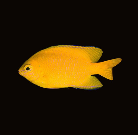 Lemon Damselfish | Pomacentrus moluccensis