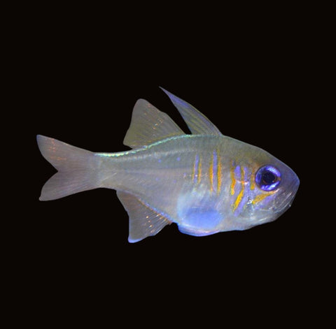 Longspine Cardinalfish | Zoramia leptacantha