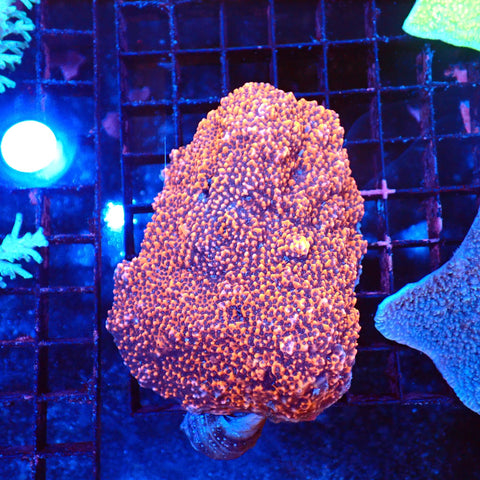 Montipora Sp AA001 | Montipora sp. - Red Sea 20K LED