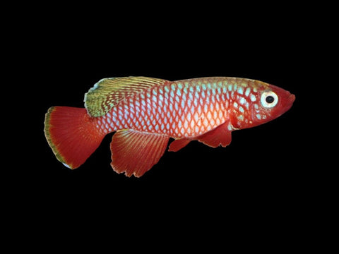 Nothobranchius Cardinalis