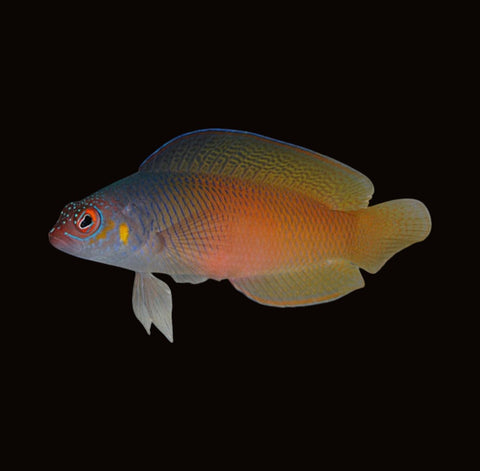 Oblique-Lined Dottyback | Cypho purpurascens