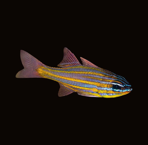 Orange-Lined Cardinalfish | Ostorhinchus properuptus
