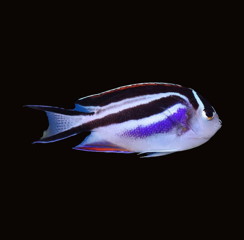 Bellus Angelfish Female | Genicanthus bellus