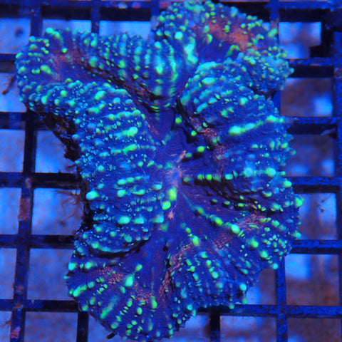 Pachysepta (Acan) AA001 | Acanthastrea pachysepta