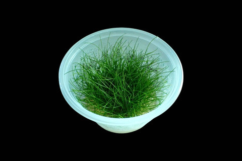 Eleocharis Acicularis Mini