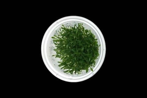 Glossostigma Elatinoides