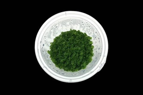 Hemianthus Callitrichoides