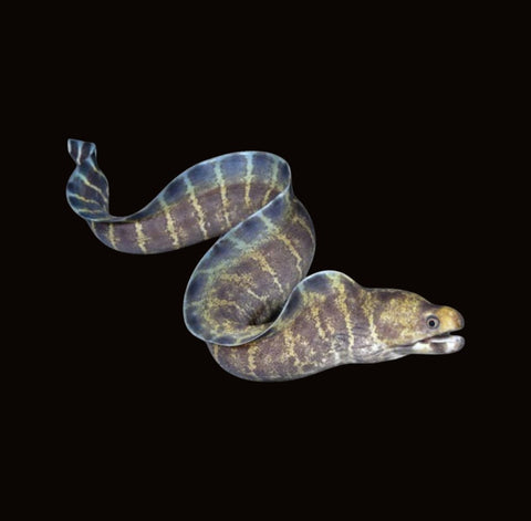 Polyzona Eel | Echidna polyzona