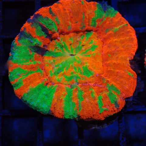 Scolymia Australis AA002 | Homophyllia australis