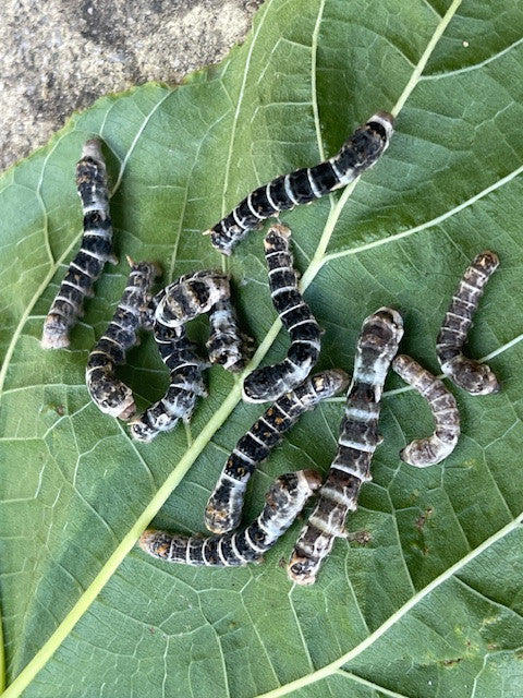 Live Silkworms 12 pack