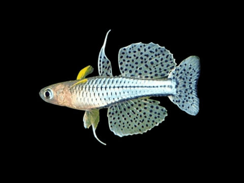 Spotted Blue Eye
