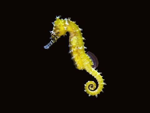 Spotted Seahorse | Hippocampus kuda