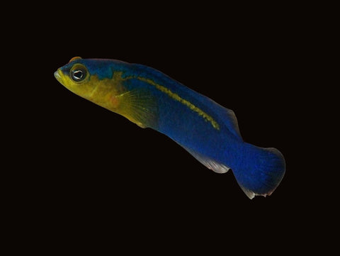 Surge Dottyback | Pseudochromis cyanotaenia