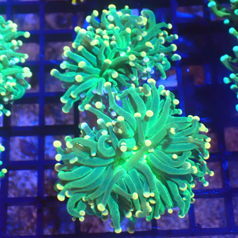 Torch Coral AA004 | Fimbriaphyllia glabrescens - Red Sea 20K LED