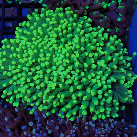 Torch Coral AA02 | Fimbriaphyllia glabrescens
