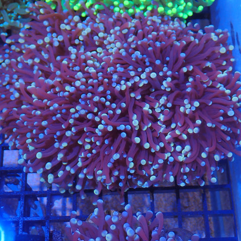 Torch Coral AA03 | Fimbriaphyllia glabrescens