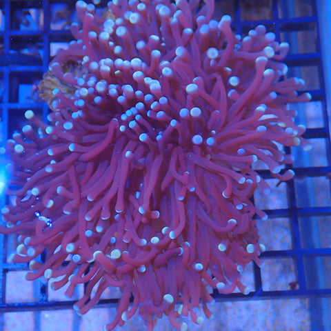 Torch Coral AA04 | Fimbriaphyllia glabrescens