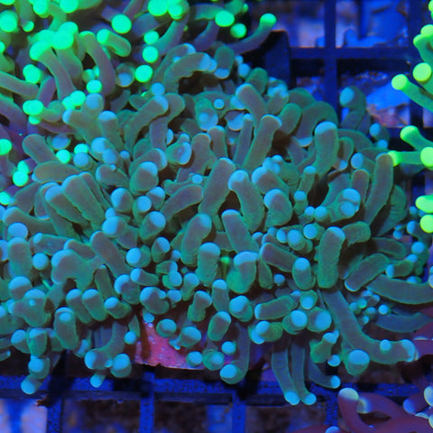 Torch Coral AA06 | Fimbriaphyllia glabrescens