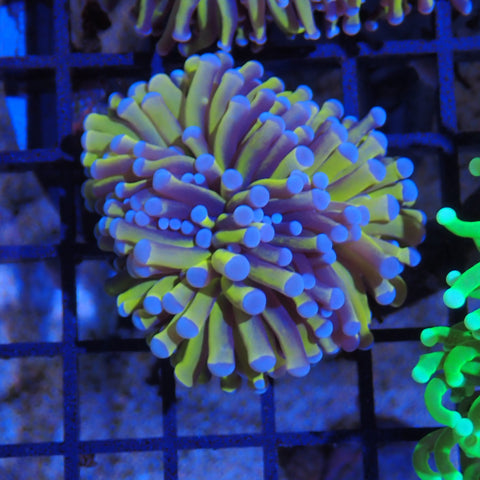 Torch Coral AA005 | Fimbriaphyllia glabrescens
