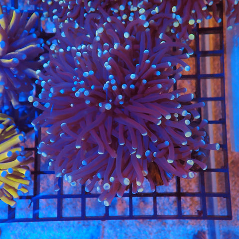 Torch Coral AA004 | Fimbriaphyllia glabrescens - Red Sea 20K LED