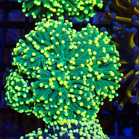 Torch Coral AA001 | Fimbriaphyllia glabrescens - Red Sea 20K LED