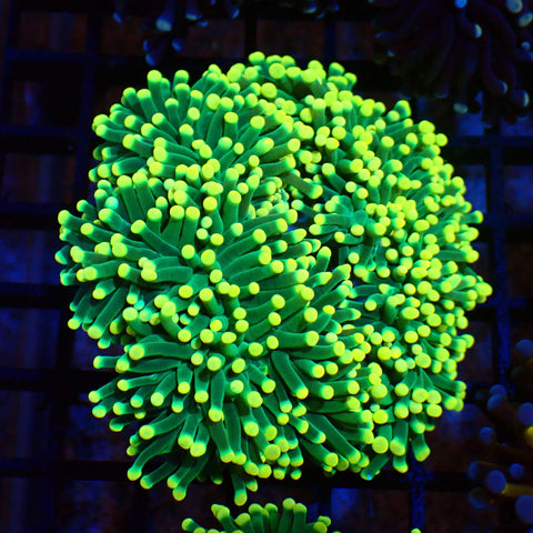Torch Coral AA002 | Fimbriaphyllia glabrescens - Red Sea 20K LED