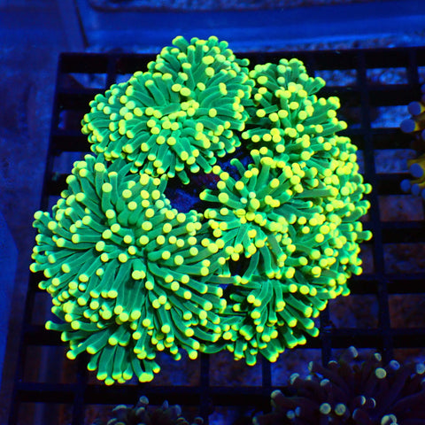 Torch Coral AA004 | Fimbriaphyllia glabrescens - Red Sea 20K LED