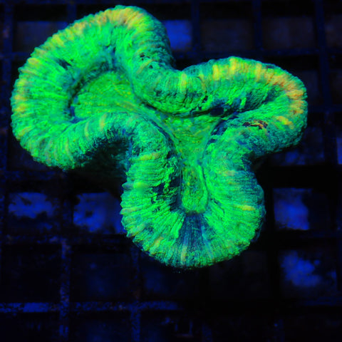 Trachyphyllia (Open Brain) AA004 | Trachyphyllia geoffroyi