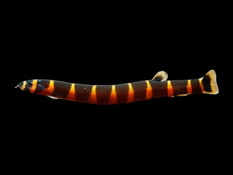 Thai Jumbo Kuhli Loach