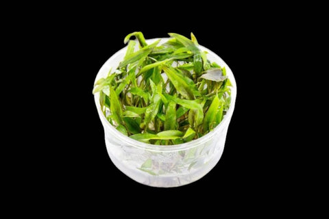 Cryptocoryne Beckettii