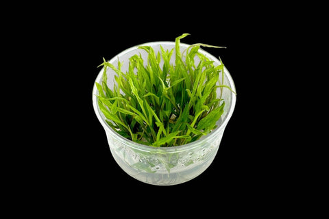Cryptocoryne Green Gecko