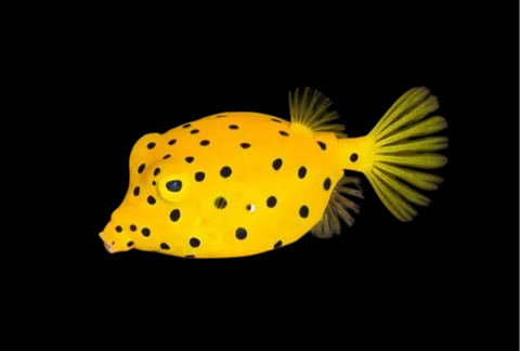 Yellow Boxfish | Ostracion cubicus