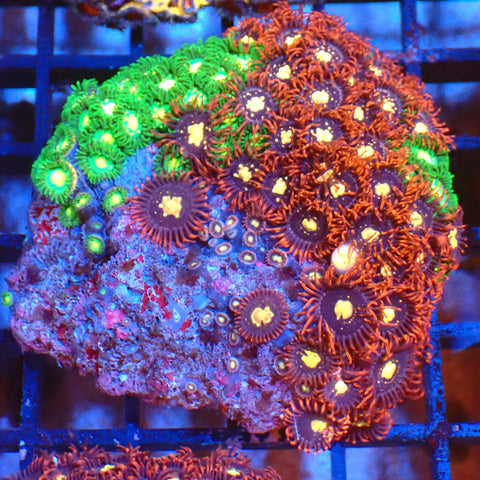 Wild Zoanthids AA002 | Zoanthus sp. - Red Sea 20K LED