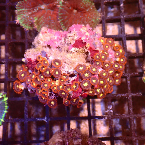 Wild Zoanthids AA003 | Zoanthus sp.