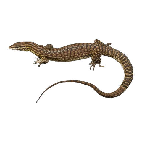 Ackie Monitor | Varanus acanthurus