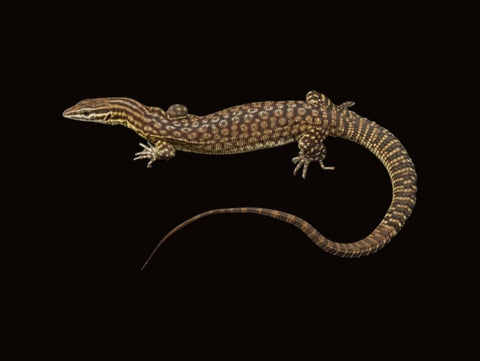 Ackie Monitor | Varanus acanthurus