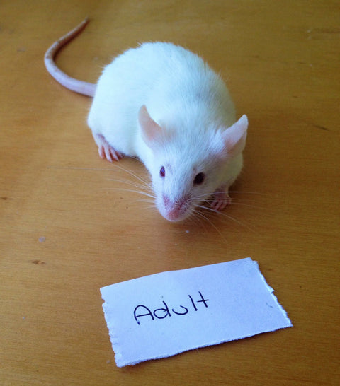 Frozen Mice Adult