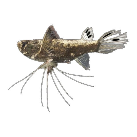 African Butterfly Fish