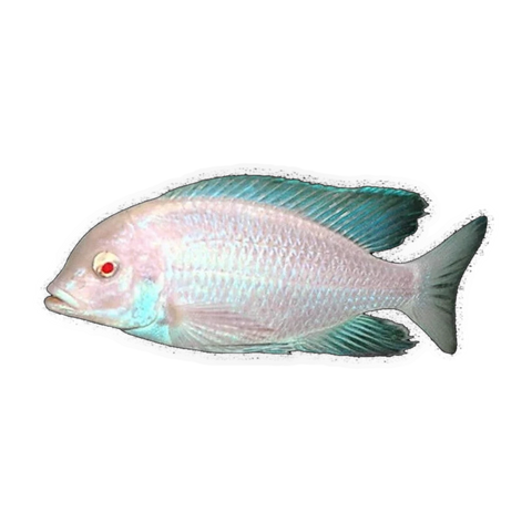 Albino Blue Dolphin Cichlid (Cyrtocara moorii), side profile facing right