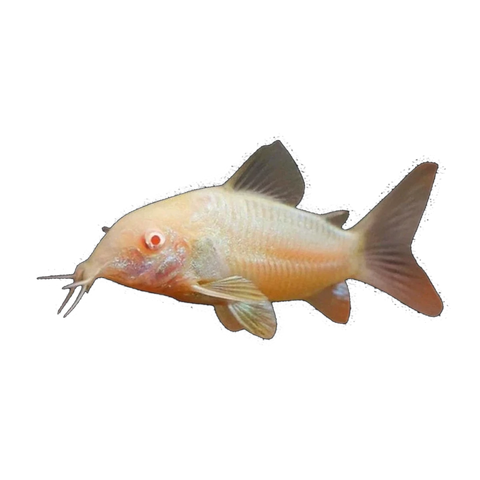 Albino Bronze Corydoras | Osteogaster aeneus