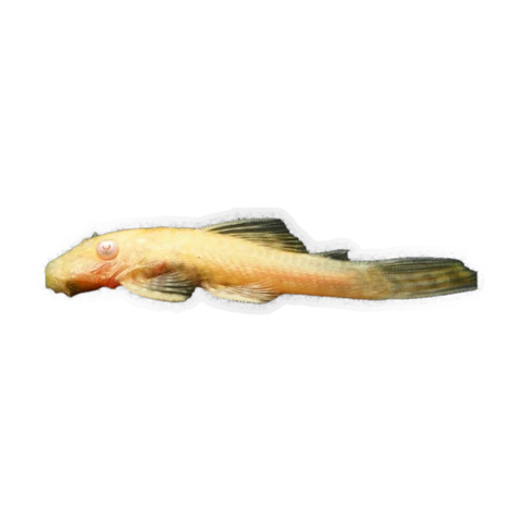 Albino Common Bristlenose | Ancistrus sp. 'Common'